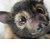 :iconsilventhebat: