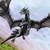 :iconsilver---dragon: