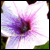 :iconsilver-dawn: