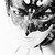 :iconsilver-emotion: