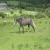 :iconsilver-equintium: