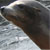 :iconsilver-guild: