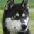 :iconsilver-gun: