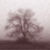 :iconsilver-iris: