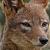 :iconsilver-jackal: