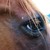 :iconsilver-journey: