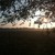:iconsilver-pears: