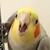 :iconsilver-quarrion: