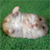 :iconsilver5369: