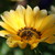 :iconsilver7orchid: