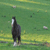 :iconSilverbadger: