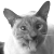 :iconsilverbec: