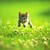 :iconsilverbutterfly03: