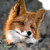:iconsilvercroix: