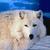 :iconsilvercyberwolf:
