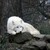 :iconsilverdracowolf: