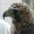 :iconsilvereagleowl: