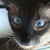 :iconsilveremberz: