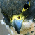 :iconsilverfalcon99: