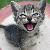 :iconSilverfang-SteelWolf: