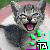 :iconsilverfang-steelwolf: