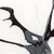 :iconsilverfeathers997: