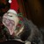 :iconsilverfinchy: