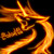 :iconsilverfirelynx: