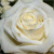 :iconsilverflower6: