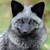 :iconsilverfox-with-paint:
