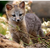 :iconsilverfoxtm: