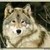 :iconsilvergreywolfe: