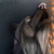 :iconsilverhowler: