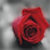 :iconsilverlissmoon89:
