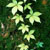 :iconsilverlode-stock: