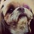 :iconsilverokami666: