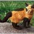 :iconsilverpelt526: