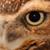 :iconsilverpigeon: