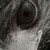 :iconsilverrainhun: