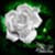 :iconsilverrrose: