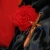 :iconsilversanctuary:
