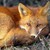 :iconsilvershadow090: