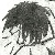 :iconsilverslyfox: