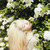 silverstrip :iconsilverstrip: