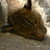 :iconsilverswitchtail: