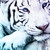 :iconsilverthorn:
