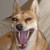 :iconsilverwizard: