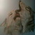 silverwolf1144 :iconsilverwolf1144: