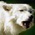 :iconsilverwolfchild17: