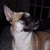 :iconsilverwolfdream: